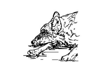 Zeichung mit dem Titel: Schlafender Wolf